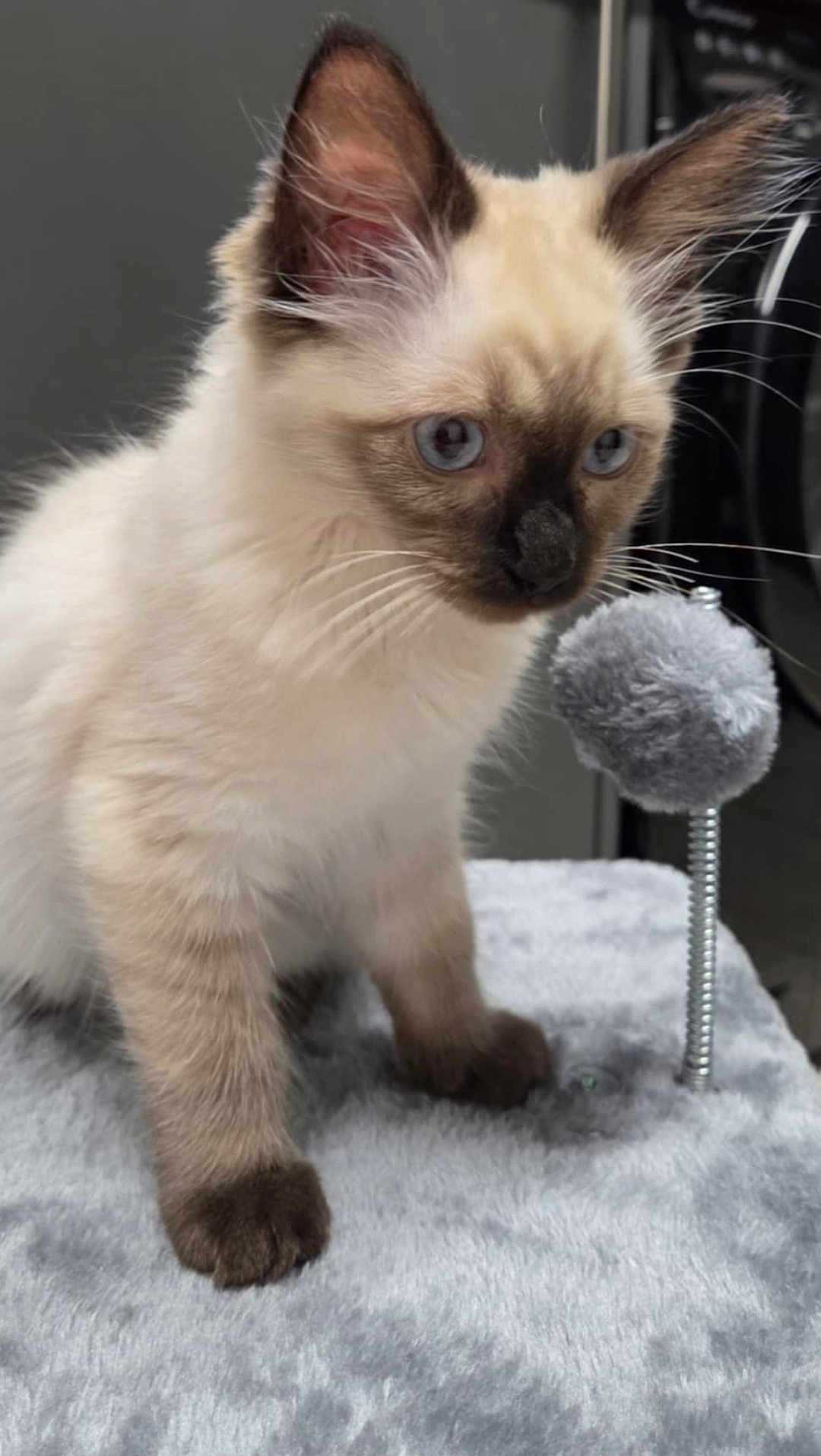 Obi joined the competition — help win amazing prizes! kitten, cat, siamese, blue_eyes, fur, whiskers, paws, toy, spring_toy, cat_tree, gray, soft_texture, indoor, pet, animal, cute, curious, young, closeup, feline
