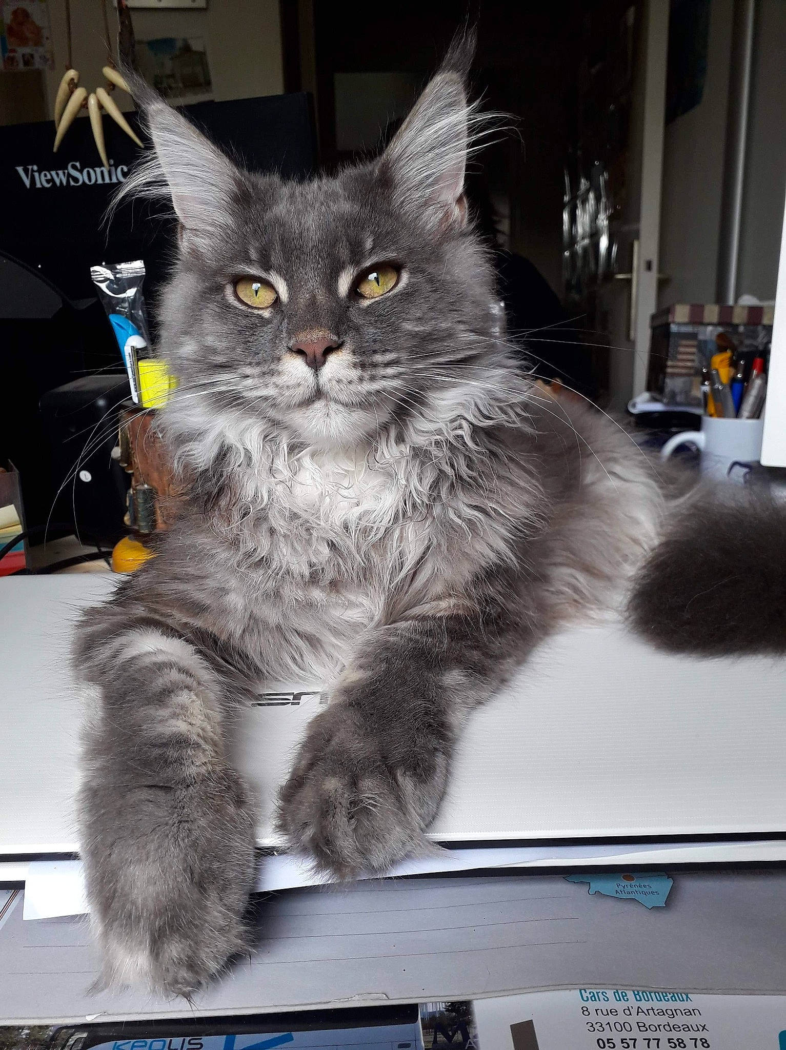 Pin Up a rejoint le concours — aidez-le/la à gagner de superbes lots ! asian, asian_semi_longhair, british_longhair, british_semi_longhair, carnivore, cat, domestic_long_haired_cat, domestic_short_haired_cat, felidae, fur, kitten, maine_coon, mammal, nebelung, norwegian_forest_cat, siberian, small_to_medium_sized_cats, vertebrate, whiskers