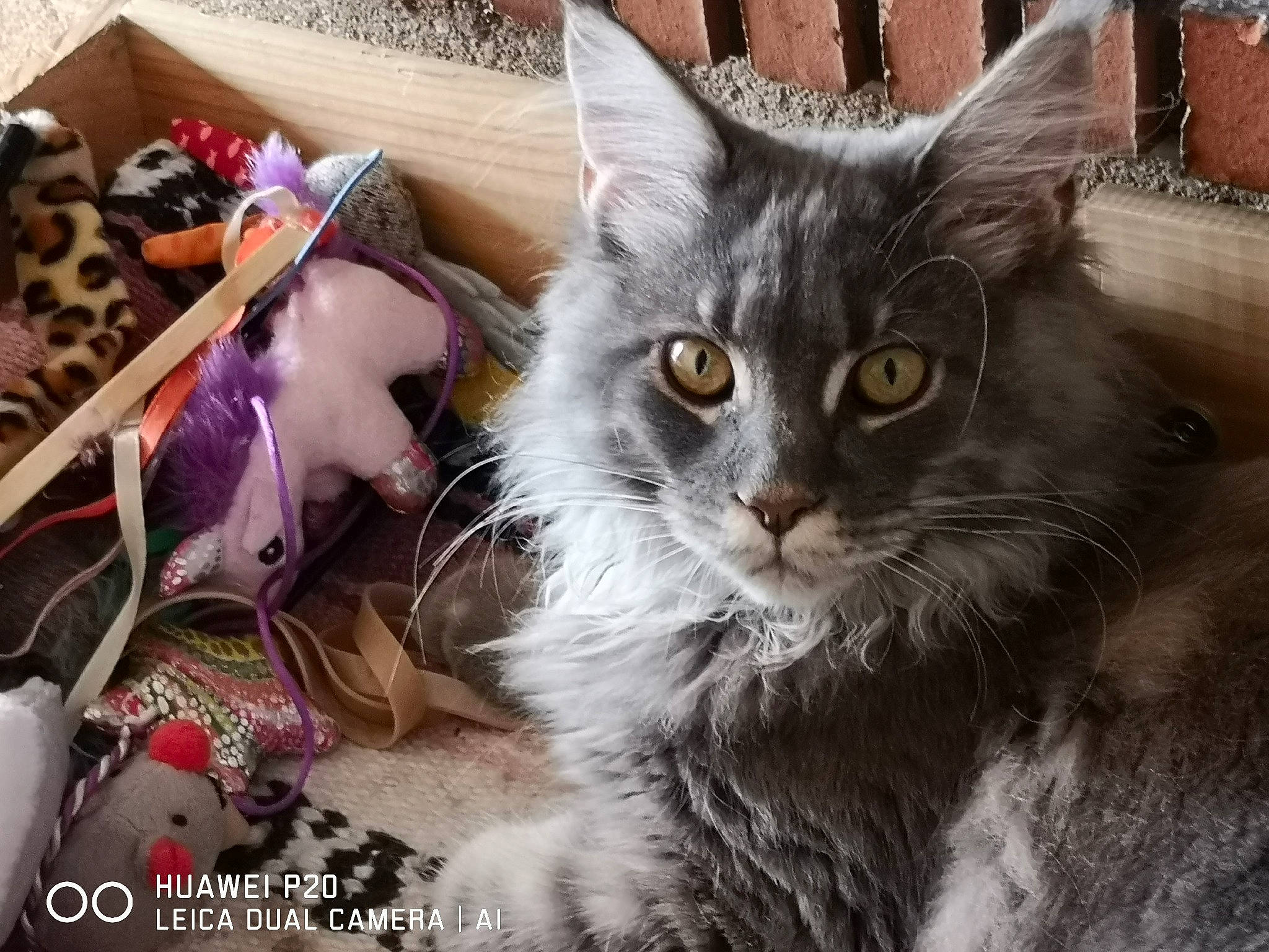 Pin Up a rejoint le concours — aidez-le/la à gagner de superbes lots ! asian, asian_semi_longhair, british_semi_longhair, carnivore, cat, domestic_long_haired_cat, domestic_short_haired_cat, european_shorthair, felidae, kitten, maine_coon, mammal, norwegian_forest_cat, pixie_bob, ragamuffin, siberian, small_to_medium_sized_cats, tabby_cat, vertebrate, whiskers