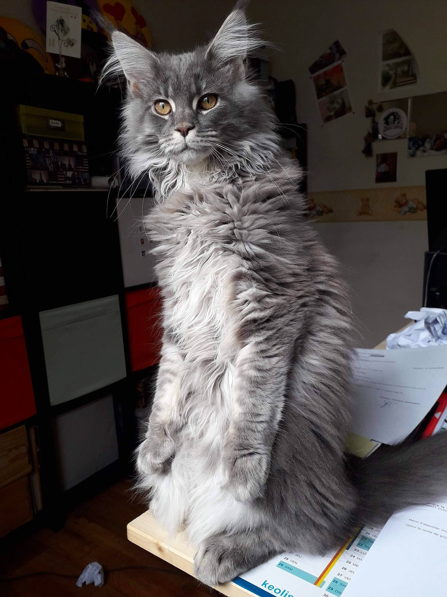 Pin Up a rejoint le concours — aidez-le/la à gagner de superbes lots ! asian_semi_longhair, british_longhair, british_semi_longhair, carnivore, cat, domestic_long_haired_cat, felidae, laperm, maine_coon, mammal, norwegian_forest_cat, ragamuffin, siberian, small_to_medium_sized_cats, vertebrate, whiskers