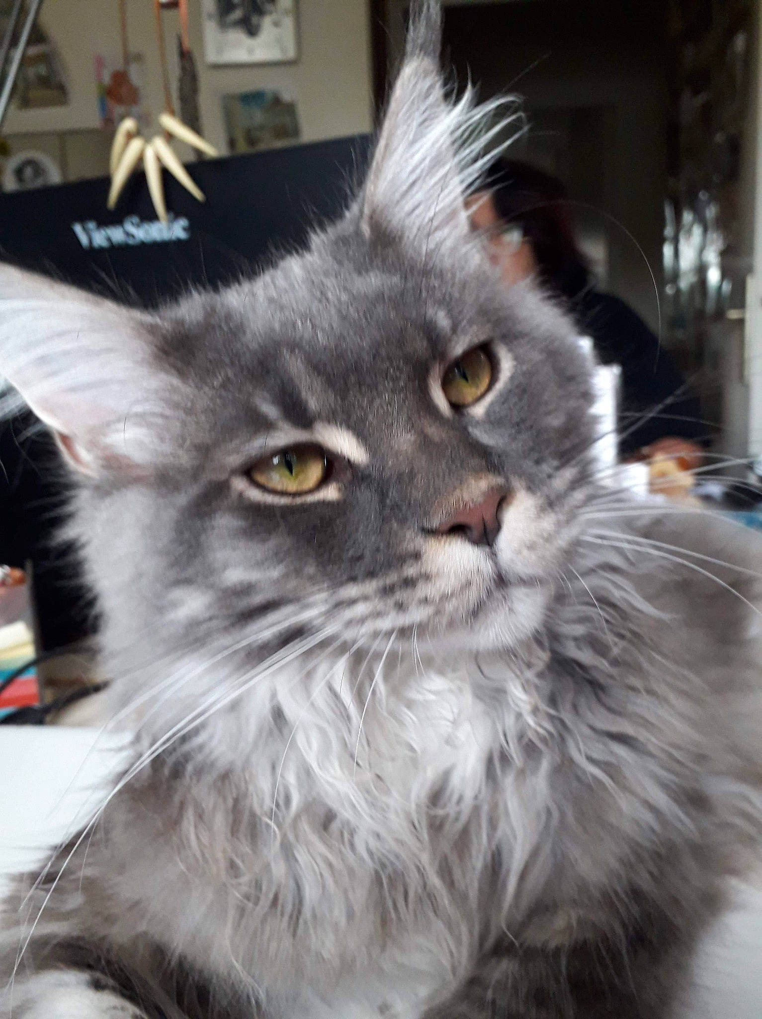 Pin Up participe au concours pour gagner de l'argent avec cette photo : asian_semi_longhair, british_longhair, british_semi_longhair, carnivore, cat, domestic_long_haired_cat, felidae, fur, kitten, maine_coon, mammal, norwegian_forest_cat, persian, siberian, silver, small_to_medium_sized_cats, vertebrate, whiskers