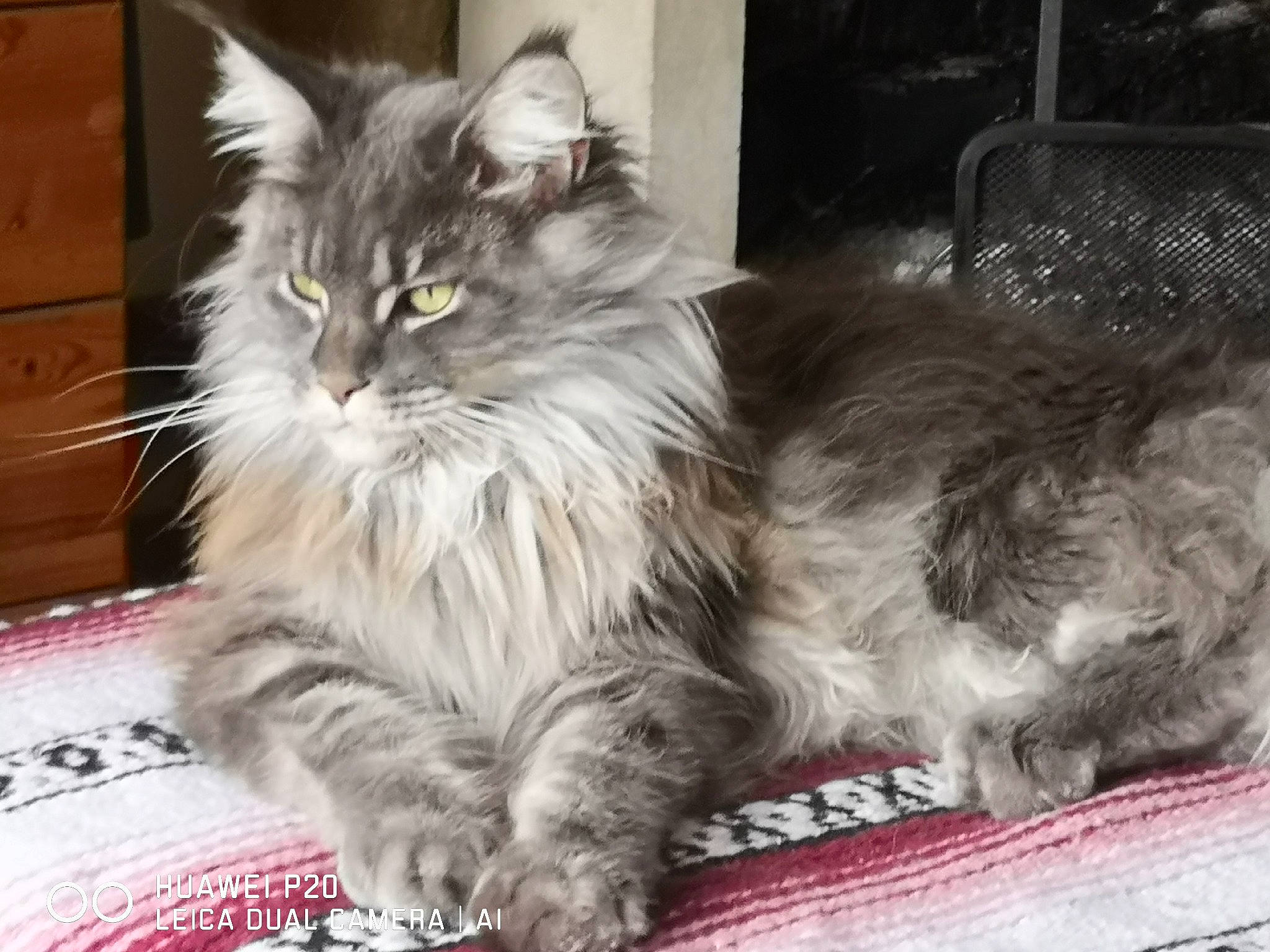 Pin Up a rejoint le concours — aidez-le/la à gagner de superbes lots ! asian, asian_semi_longhair, british_longhair, british_semi_longhair, carnivore, cat, cymric, domestic_long_haired_cat, felidae, kitten, maine_coon, mammal, napoleon_cat, norwegian_forest_cat, persian, ragamuffin, siberian, small_to_medium_sized_cats, vertebrate, whiskers