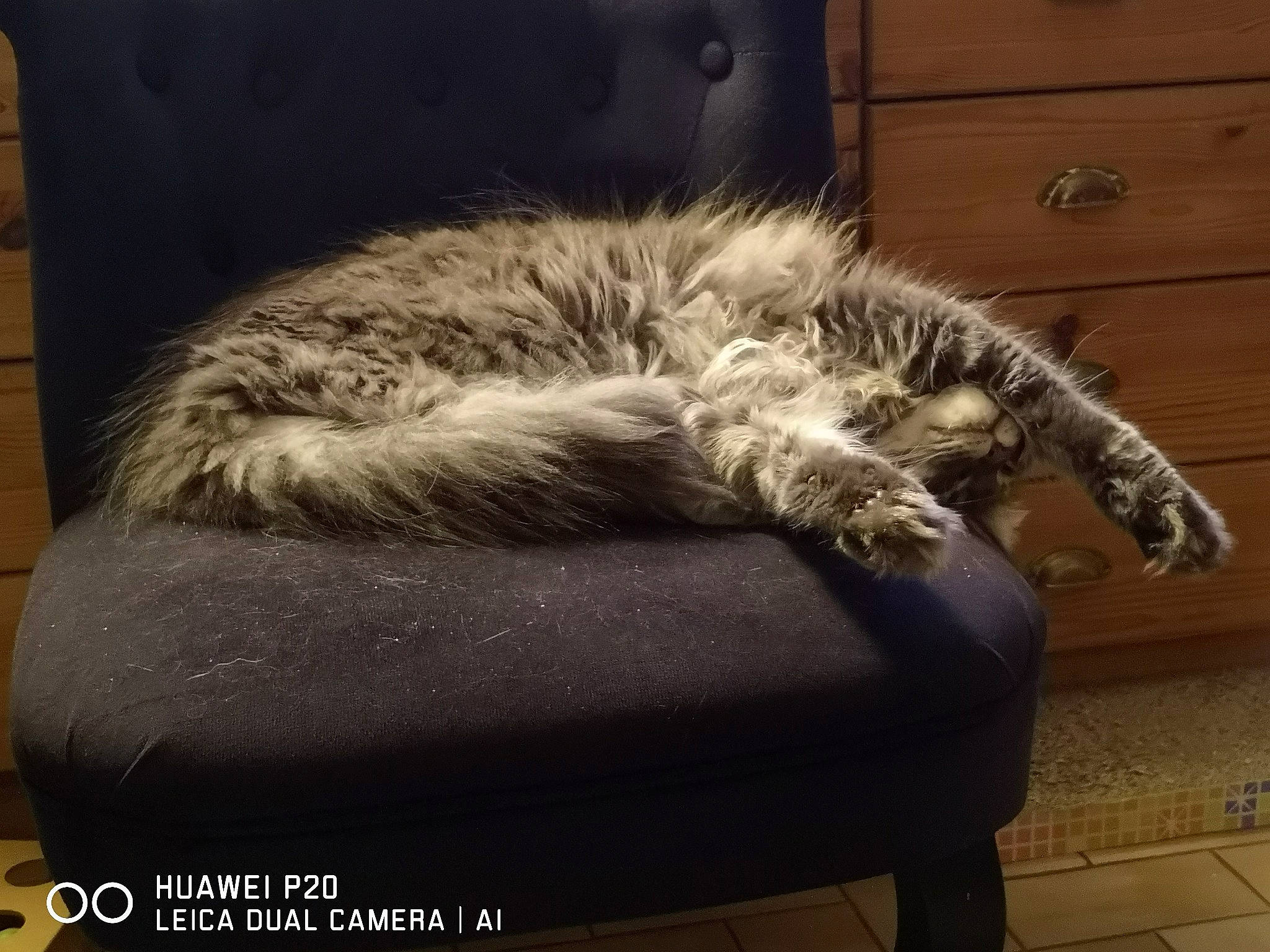 Pin Up a rejoint le concours — aidez-le/la à gagner de superbes lots ! american_curl, american_shorthair, carnivore, cat, chair, domestic_short_haired_cat, dragon_li, egyptian_mau, european_shorthair, felidae, fur, furniture, maine_coon, pixie_bob, siberian, small_to_medium_sized_cats, tabby_cat, tail, whiskers, wild_cat