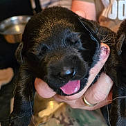 Baby joined the competition — help win amazing prizes! accessories, animal, baby, bodypart, canine, cockerspaniel, dog, face, finger, hand, head, hound, labradorretriever, mouth, person, pet, photography, pig, portrait, puppy
