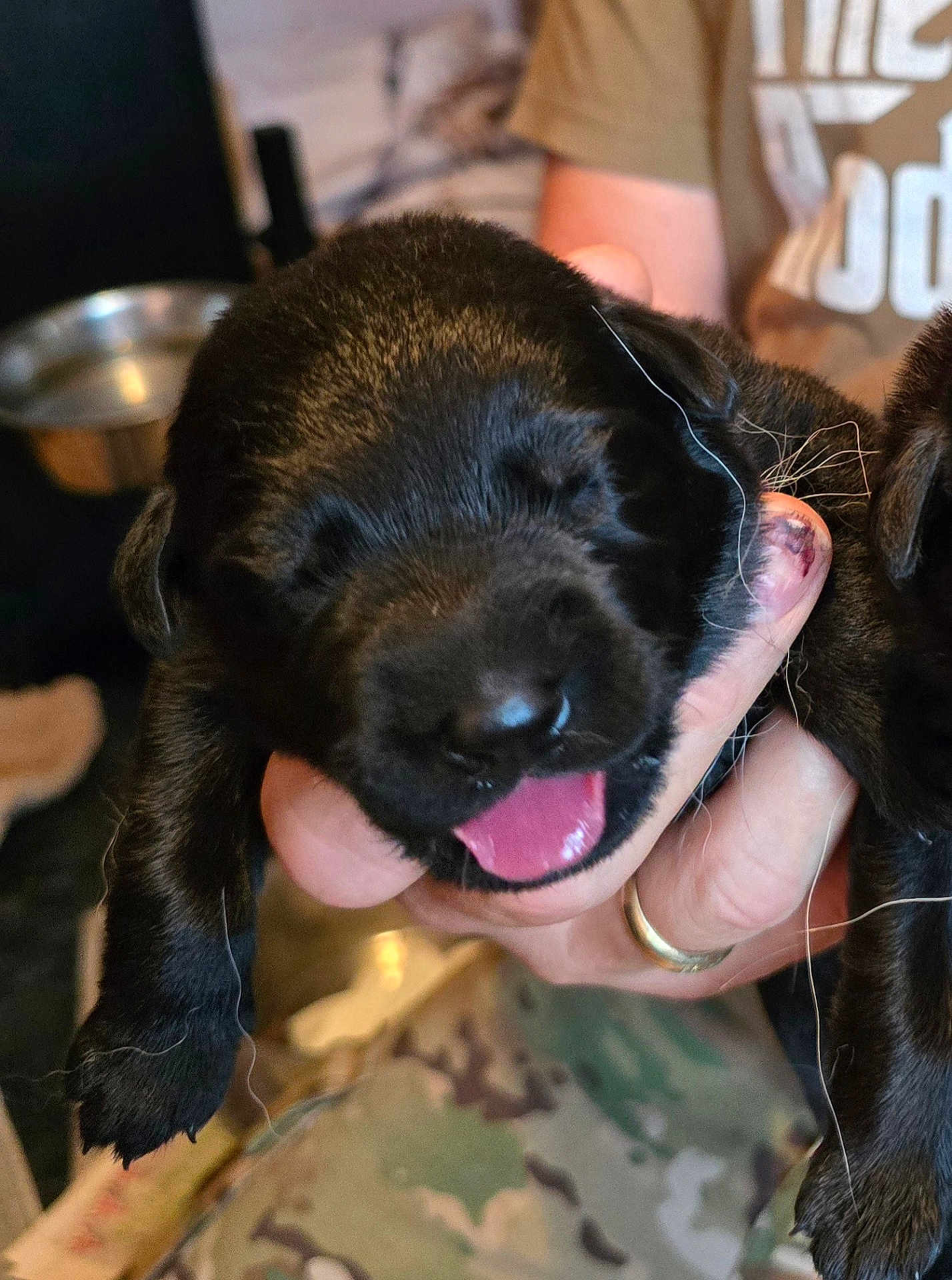 Baby joined the competition — help win amazing prizes! accessories, animal, baby, bodypart, canine, cockerspaniel, dog, face, finger, hand, head, hound, labradorretriever, mouth, person, pet, photography, pig, portrait, puppy