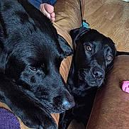 Buddy joined the competition — help win amazing prizes! animal, blanket, canine, couch, dog, furniture, hound, labradorretriever, pet, puppy, racket, snout, sport, tennis, tennisracket