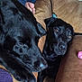 animal, blanket, canine, couch, dog, furniture, hound, labradorretriever, pet, puppy, racket, snout, sport, tennis, tennisracket