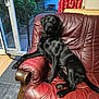 animal, architecture, armchair, box, building, canine, chair, couch, cushion, dog, door, furniture, homedecor, hound, indoors, labradorretriever, livingroom, pet, puppy, room