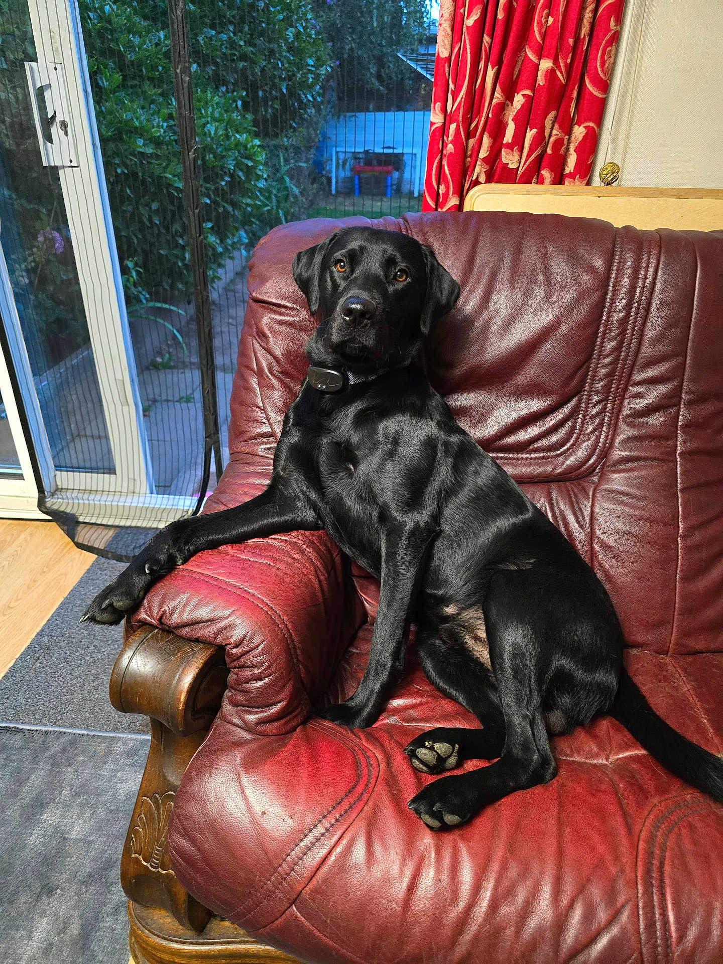 Buddy