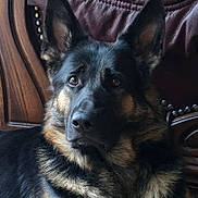 Amba joined the competition — help win amazing prizes! animal, canine, dog, germanshepherd, pet, policedog, puppy, snout