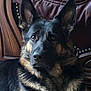animal, canine, dog, germanshepherd, pet, policedog, puppy, snout
