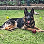 animal, backyard, ball, canine, dog, football, germanshepherd, grass, nature, outdoors, pet, plant, rugby, soccer, soccerball, sphere, sport, tennis, tennisball, yard