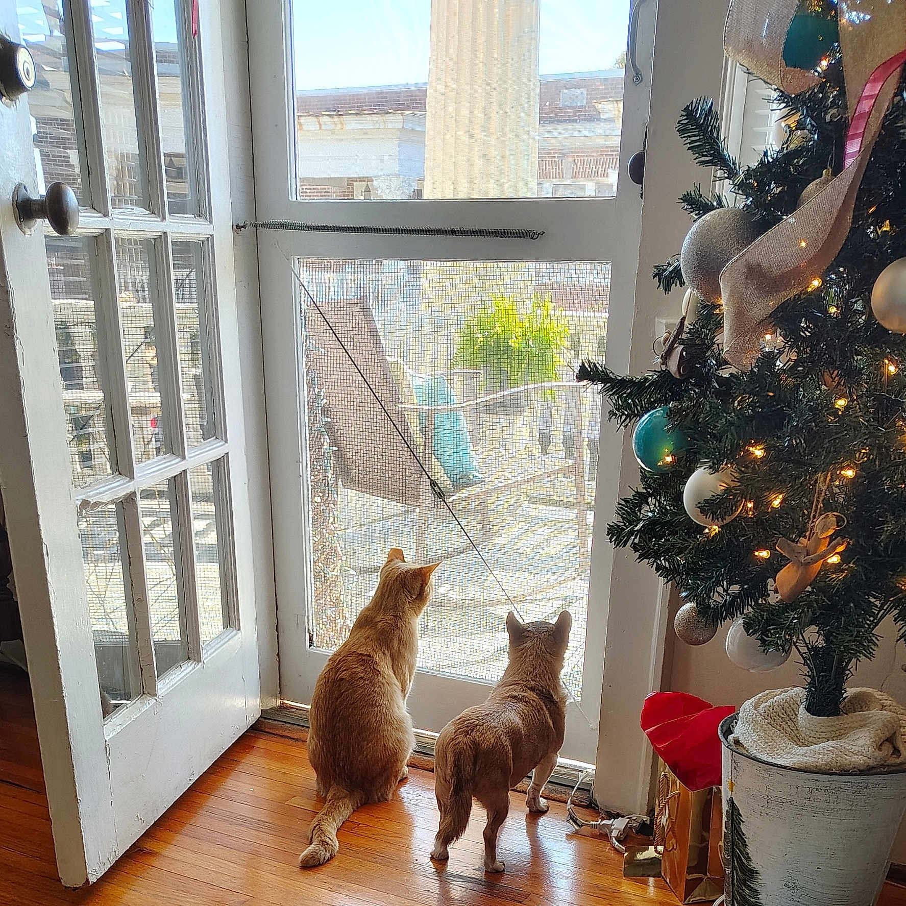 Bella joined the competition — help win amazing prizes! cat, christmas_tree, curious, decorations, dog, door, fur, gift_bag, ginger_cat, holiday_decor, indoor, lights, ornaments, pets, plant_pot, screen_door, small_dog, sunlight, window, wooden_floor