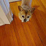 Bella joined the competition — help win amazing prizes! dog, small_dog, wooden_floor, rug, indoor, pet, animal, curious, brown_fur, ears, flooring, home, looking_up, cute, companion, domestic, canine, fur, whiskers, nose