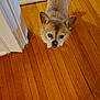 dog, small_dog, wooden_floor, rug, indoor, pet, animal, curious, brown_fur, ears, flooring, home, looking_up, cute, companion, domestic, canine, fur, whiskers, nose