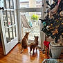 animal, blanket, cat, christmas_tree, cozy, decorations, dog, door, furniture, gift_bag, holiday, indoor, lights, ornaments, pets, plant, screen_door, sunlight, window, wooden_floor