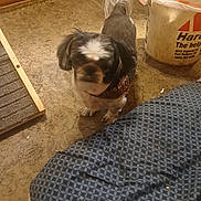 Toby is registered to the contest to win money with this photo: dog, small_dog, indoor, carpet, bandana, pet, floor, cushion, bucket, curious, blurred, tail, brown, white, patterned, domestic, animal, furry, companion, home