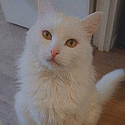 Flocon participe au concours pour gagner de l'argent avec cette photo : cat, white_cat, fluffy, pet, indoor, animal, golden_eyes, feline, curious, whiskers, tail, closeup, portrait, domestic_cat, sitting, fur, indoors, wooden_floor, doorway, cute