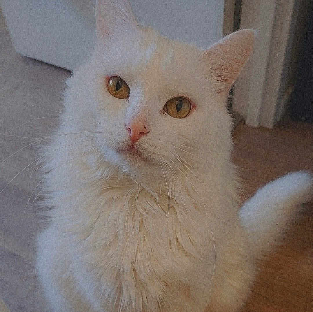 Flocon participe au concours pour gagner de l'argent avec cette photo : cat, white_cat, fluffy, pet, indoor, animal, golden_eyes, feline, curious, whiskers, tail, closeup, portrait, domestic_cat, sitting, fur, indoors, wooden_floor, doorway, cute