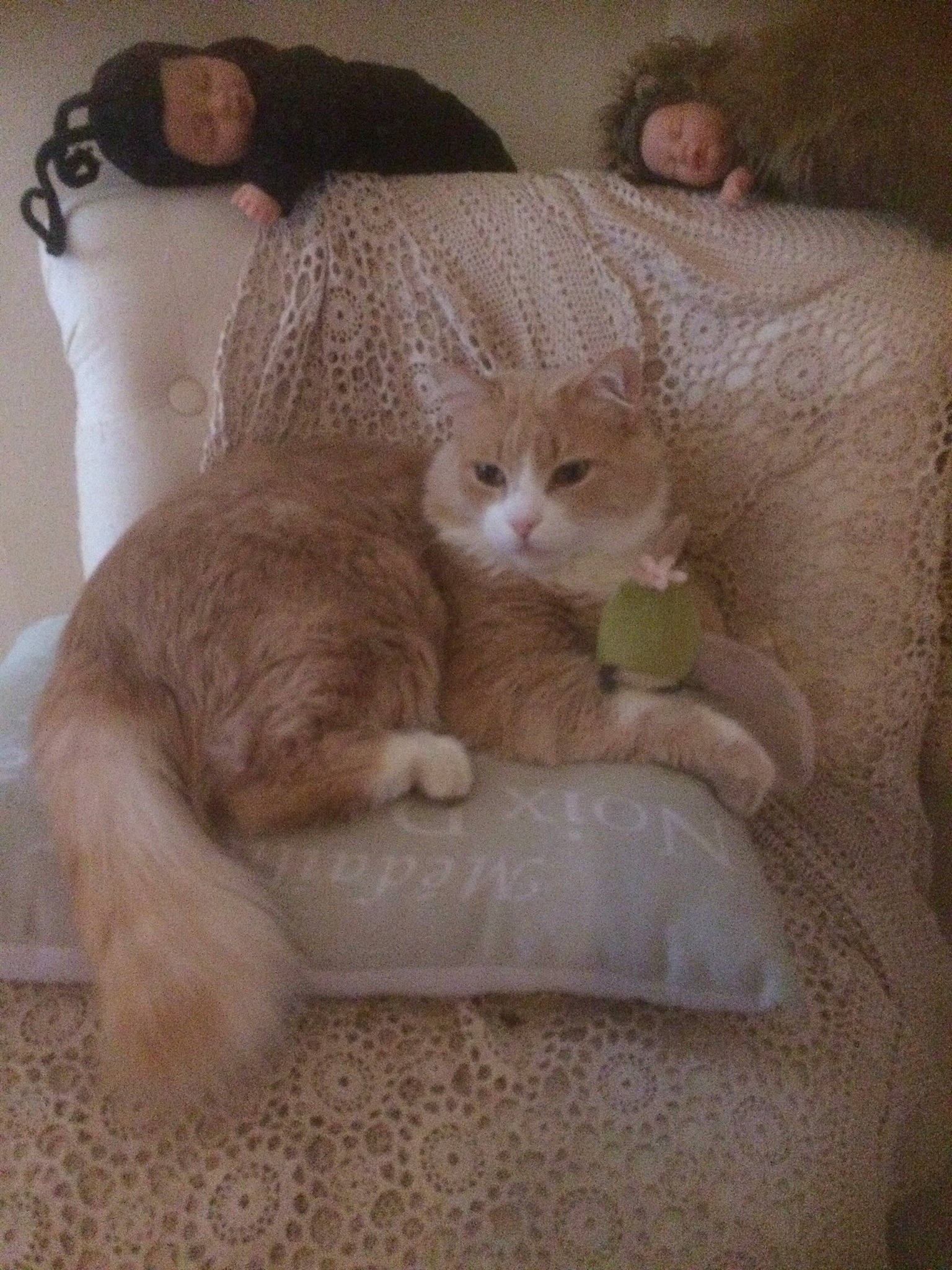 Bradley participe au concours pour gagner de l'argent avec cette photo : carnivore, cat, cat_bed, claw, comfort, companion_dog, domestic_short_haired_cat, ear, fawn, felidae, fur, linens, nap, paw, room, sitting, small_to_medium_sized_cats, snout, tail, whiskers