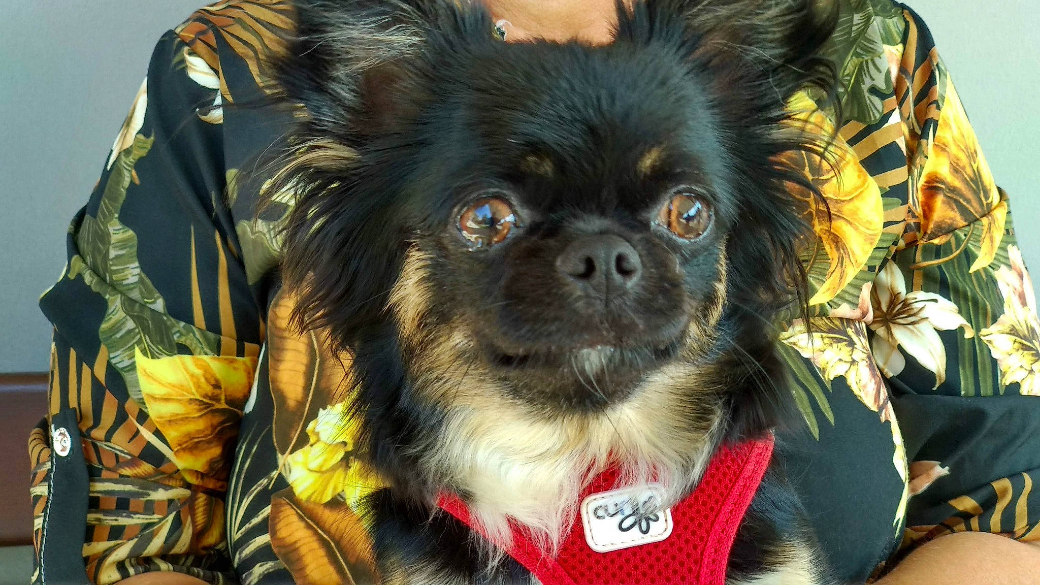 Lola a rejoint le concours — aidez-le/la à gagner de superbes lots ! ancient_dog_breeds, canidae, carnivore, chinese_imperial_dog, companion_dog, dog, dog_breed, dog_clothes, fawn, japanese_chin, mammal, pekingese, puppy, rare_breed_dog, snout, sporting_group, tibetan_spaniel, toy_dog