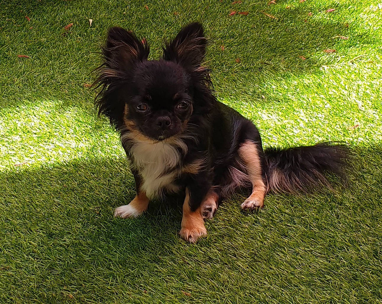 Lola participe au concours pour gagner de l'argent avec cette photo : canidae, carnivore, chihuahua, companion_dog, dog, dog_breed, grass, mammal, plant, puppy, russkiy_toy, sporting_group, toy_dog, vertebrate