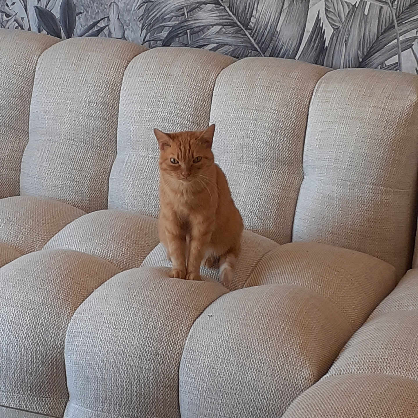 Caline participe au concours pour gagner de l'argent avec cette photo : animal, cat, comfort, couch, cozy, cute, domestic_cat, fur, furniture, ginger_cat, home, indoor, leaf_pattern, living_room, pet, relaxed, sitting, sofa, wallpaper, whiskers