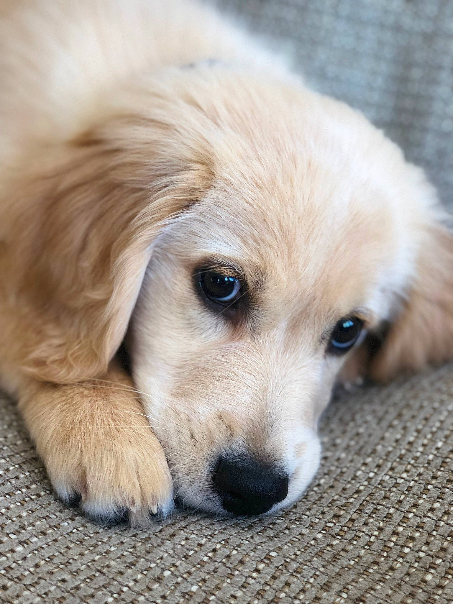 Brady joined the competition — help win amazing prizes! canidae, carnivore, companion_dog, dog, dog_breed, ear, fawn, fur, paw, pet_supply, puppy, small_greek_domestic_dog, sporting_group, terrestrial_animal, whiskers