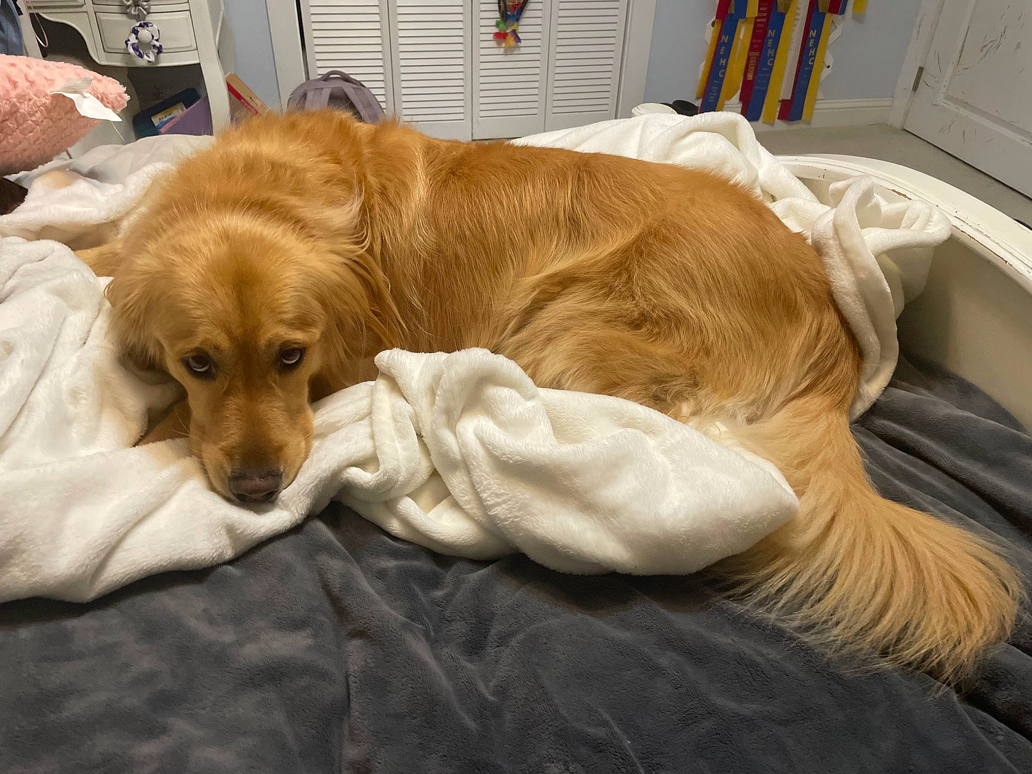 Brady joined the competition — help win amazing prizes! canidae, carnivore, comfort, companion_dog, dog, dog_breed, dog_supply, fawn, fur, hardwood, liver, nap, puppy, room, sleep, snout, sporting_group, whiskers, working_animal