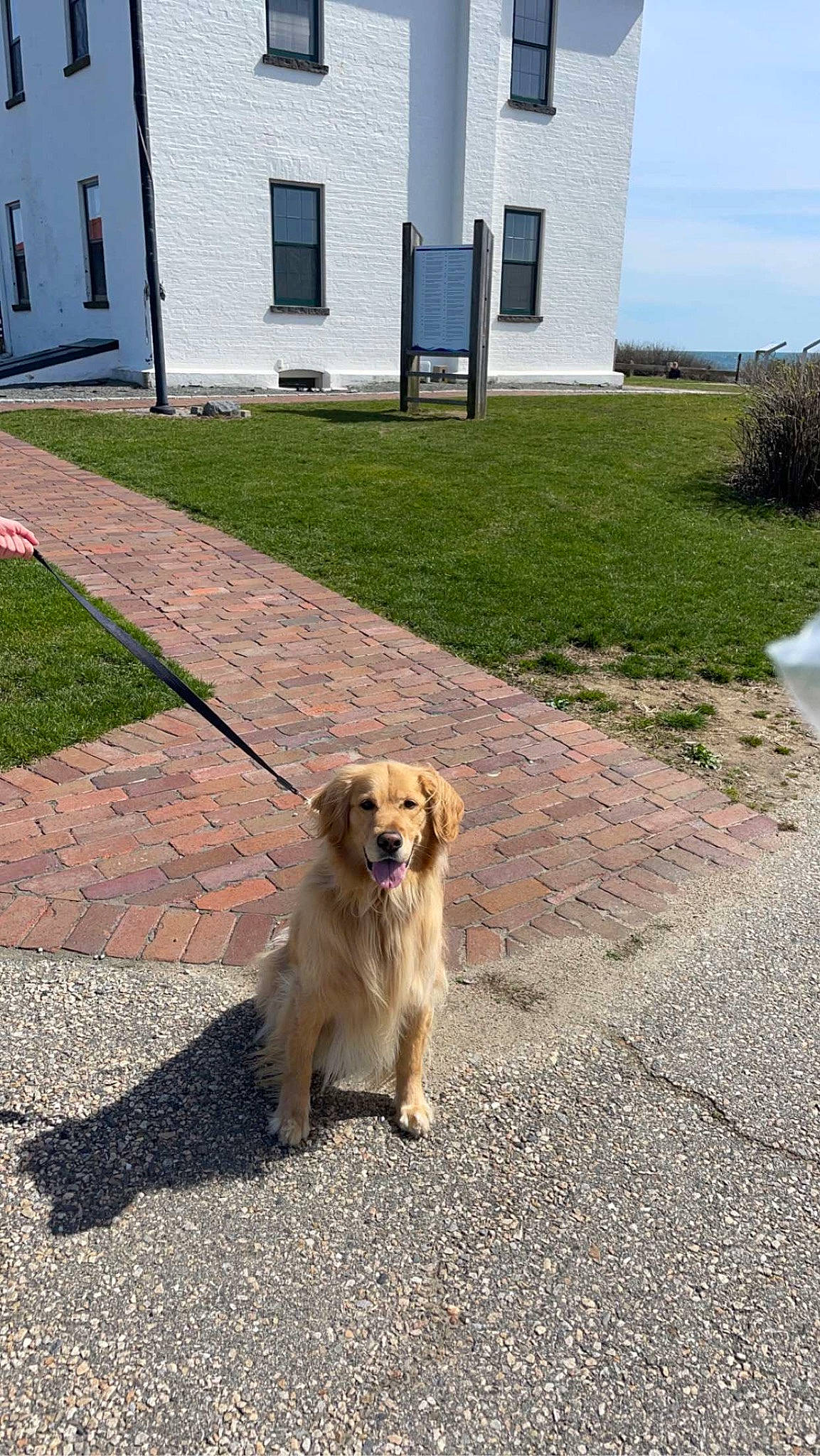 Brady joined the competition — help win amazing prizes! asphalt, building, canidae, carnivore, companion_dog, dog, dog_breed, door, fawn, flooring, grass, landscape, plant, road, road_surface, shadow, sidewalk, sky, sporting_group, window
