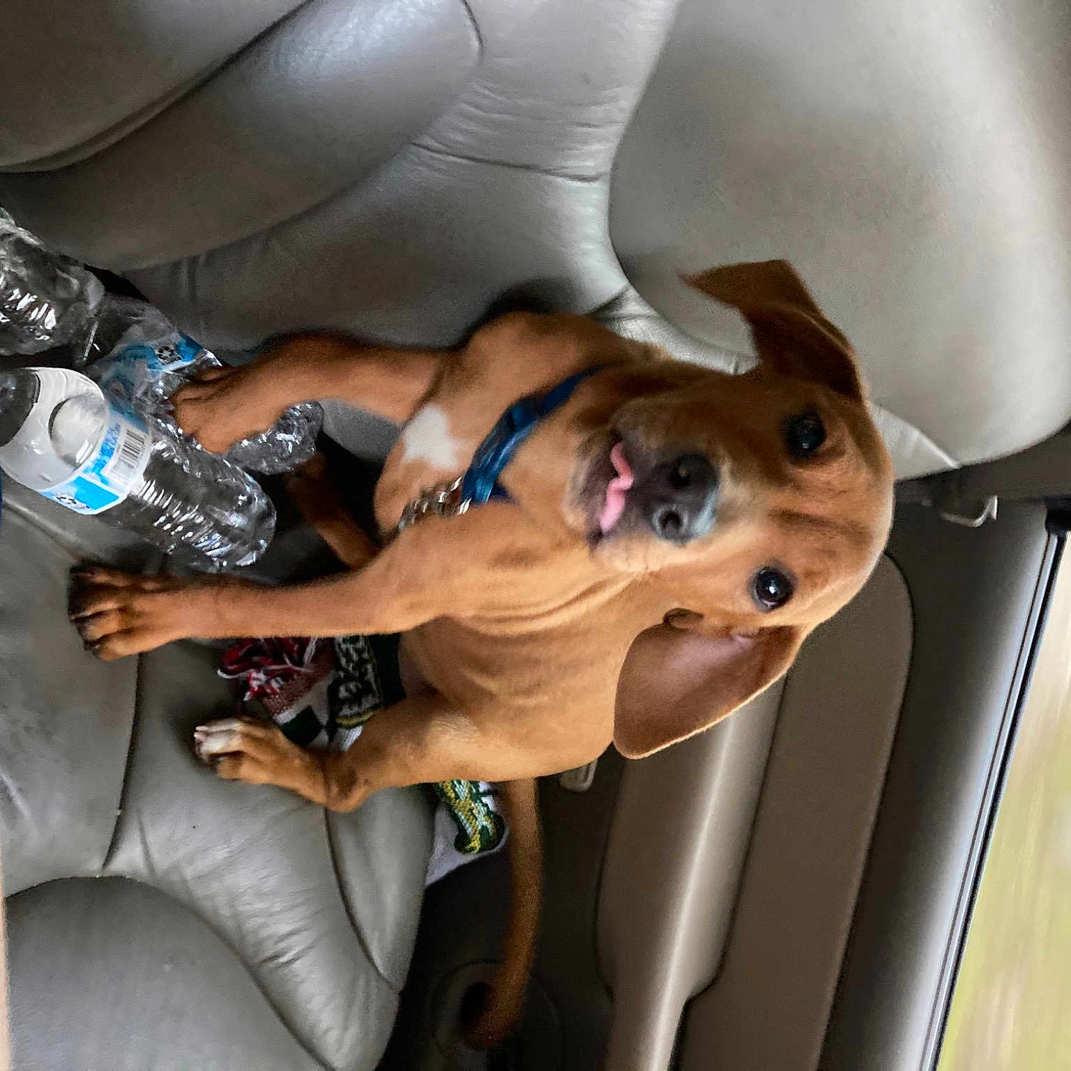 Astro is registered to the contest to win money with this photo: canidae, carnivore, comfort, companion_dog, dog, dog_breed, dog_supply, fawn, gesture, human_leg, non_sporting_group, sporting_group, thigh, working_animal, wrist