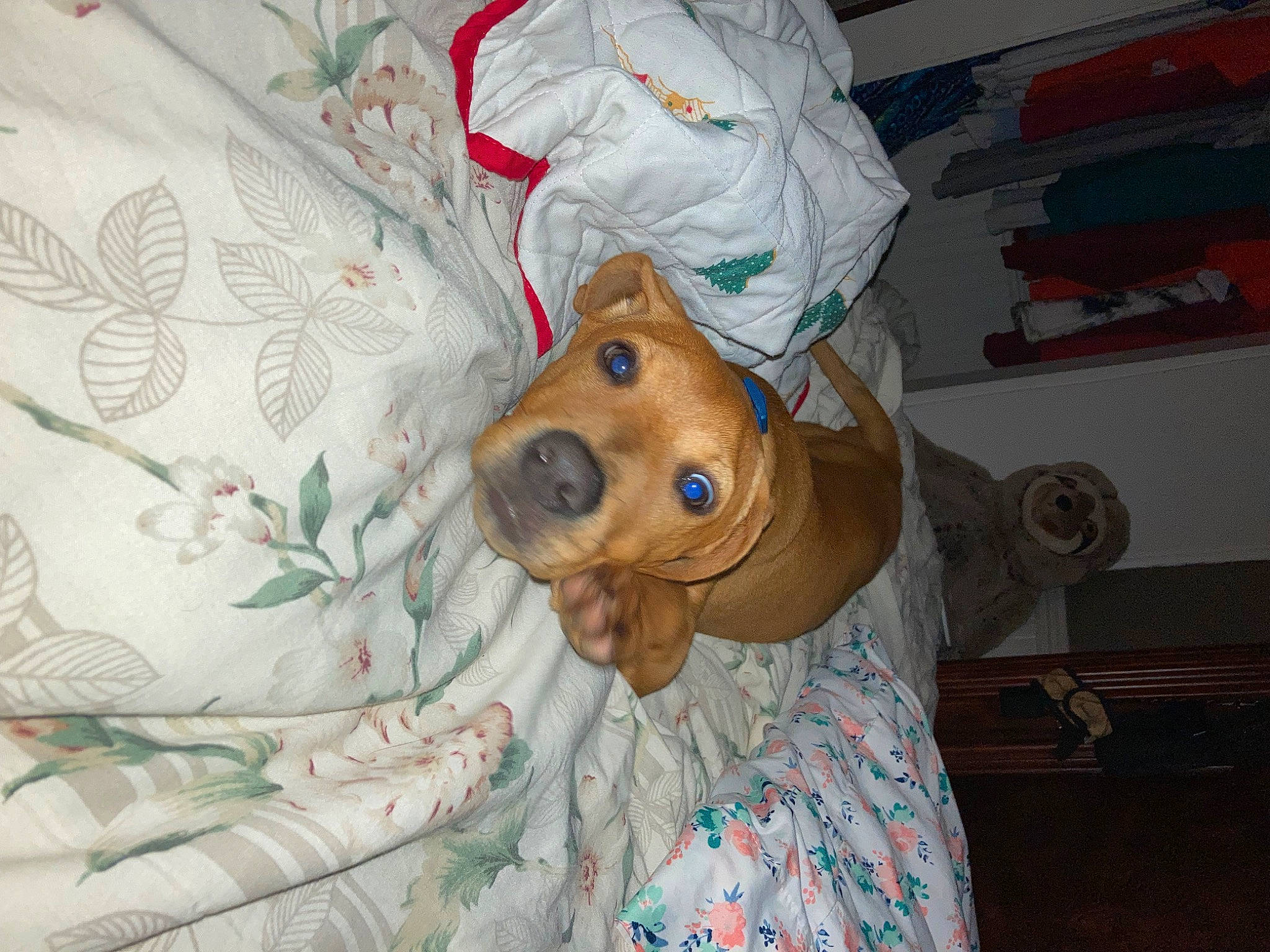 Astro joined the competition — help win amazing prizes! bedding, canidae, carnivore, comfort, companion_dog, dog, dog_breed, dog_clothes, dog_supply, fawn, fur, hat, linens, room, snout, sporting_group, toy, whiskers, working_animal