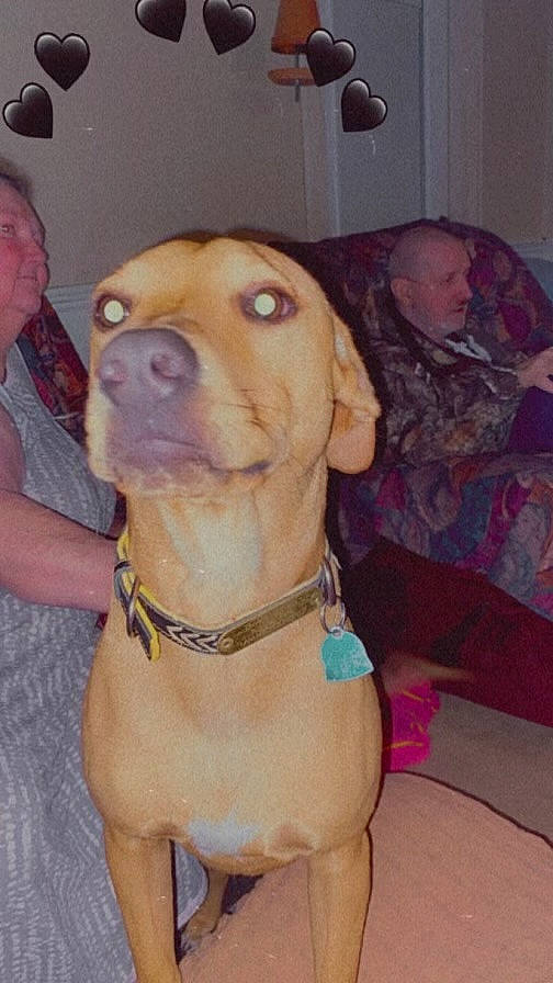 Astro is registered to the contest to win money with this photo: canidae, carnivore, collar, companion_dog, dog, dog_breed, dog_collar, ear, fawn, german_shorthaired_pointer, guard_dog, gun_dog, liver, molosser, non_sporting_group, snout, sporting_group, whiskers, working_animal, working_dog