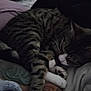 animal, arm, bed, blanket, cat, comfort, cozy, feline, indoor, nap, pet, pillow, relaxed, resting, sleeping, soft, striped, tabby, tattoo, white_paws
