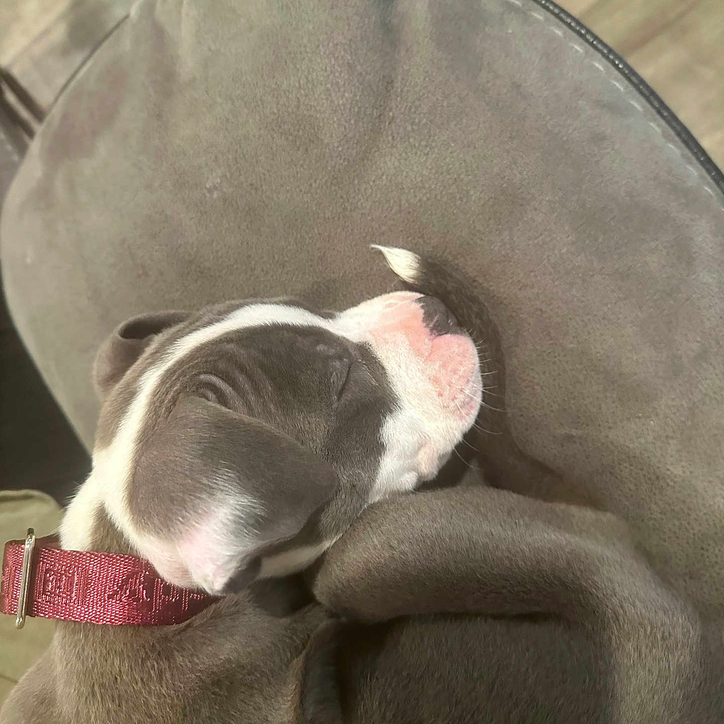 Luna joined the competition — help win amazing prizes! animal, brown, closeup, collar, cozy, cushion, cute, dog, domestic, fur, home, indoor, pet, puppy, relaxed, resting, sleeping, soft, white, young