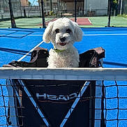 Bamby a rejoint le concours — aidez-le/la à gagner de superbes lots ! animal, blue_sky, building, chair, collar, daytime, dog, fence, grass, happy, leisure, net, outdoor, pet, playful, smiling, sport, sunny, tennis_court, white_dog