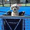 animal, blue_sky, building, chair, collar, daytime, dog, fence, grass, happy, leisure, net, outdoor, pet, playful, smiling, sport, sunny, tennis_court, white_dog