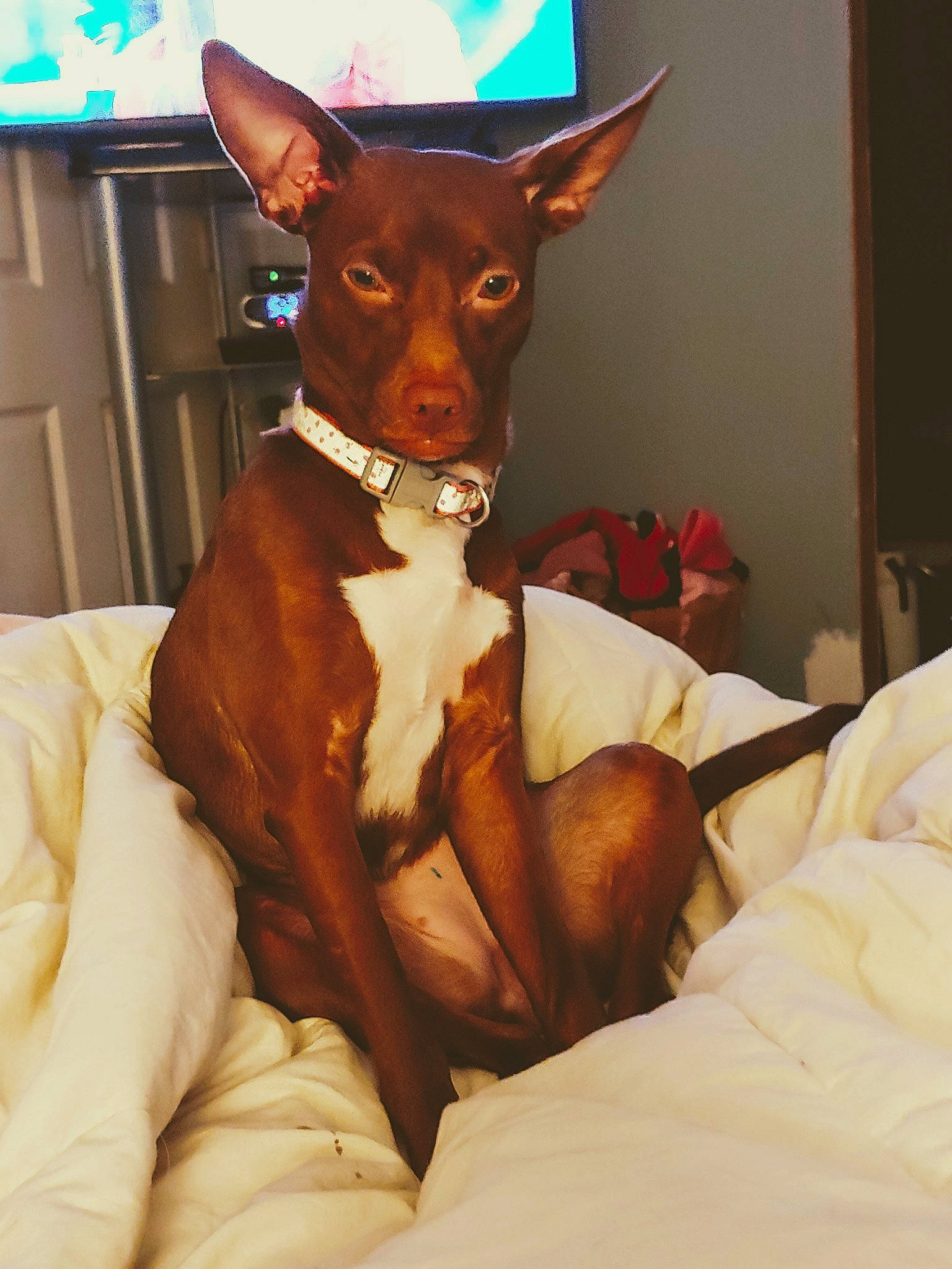 Lilah is registered to the contest to win money with this photo: basenji, carnivoran, dog, dog_breed, dog_like_mammal, ear, ibizan_hound, snout