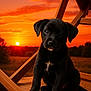Thor a rejoint le concours — aidez-le/la à gagner de superbes lots ! puppy, dog, black_dog, wooden_chair, sunset, orange_sky, outdoor, nature, animal, pet, cute, young_dog, sitting, portrait, fur, field, evening, scenic, peaceful, adorable