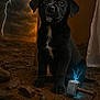 Thor participe au concours pour gagner de l'argent avec cette photo : puppy, dog, black_dog, indoor, lightning, storm, window, rocky_ground, dirt, hammer, electrified, fantasy, superhero, mjolnir, mythical, cute, pet, animal, portrait, dark