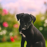 Thor a rejoint le concours — aidez-le/la à gagner de superbes lots ! puppy, dog, black_dog, sitting, outdoor, garden, flowers, greenery, nature, cute, pet, animal, young_dog, fur, portrait, eyes, nose, tail, white_patch, background_blur