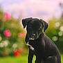 puppy, dog, black_dog, sitting, outdoor, garden, flowers, greenery, nature, cute, pet, animal, young_dog, fur, portrait, eyes, nose, tail, white_patch, background_blur