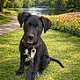 animal, bench, black_dog, collar, cute, dog, flowers, grass, greenery, lake, leash, nature, outdoor, park, pathway, pet, puppy, summer, sunny, tree