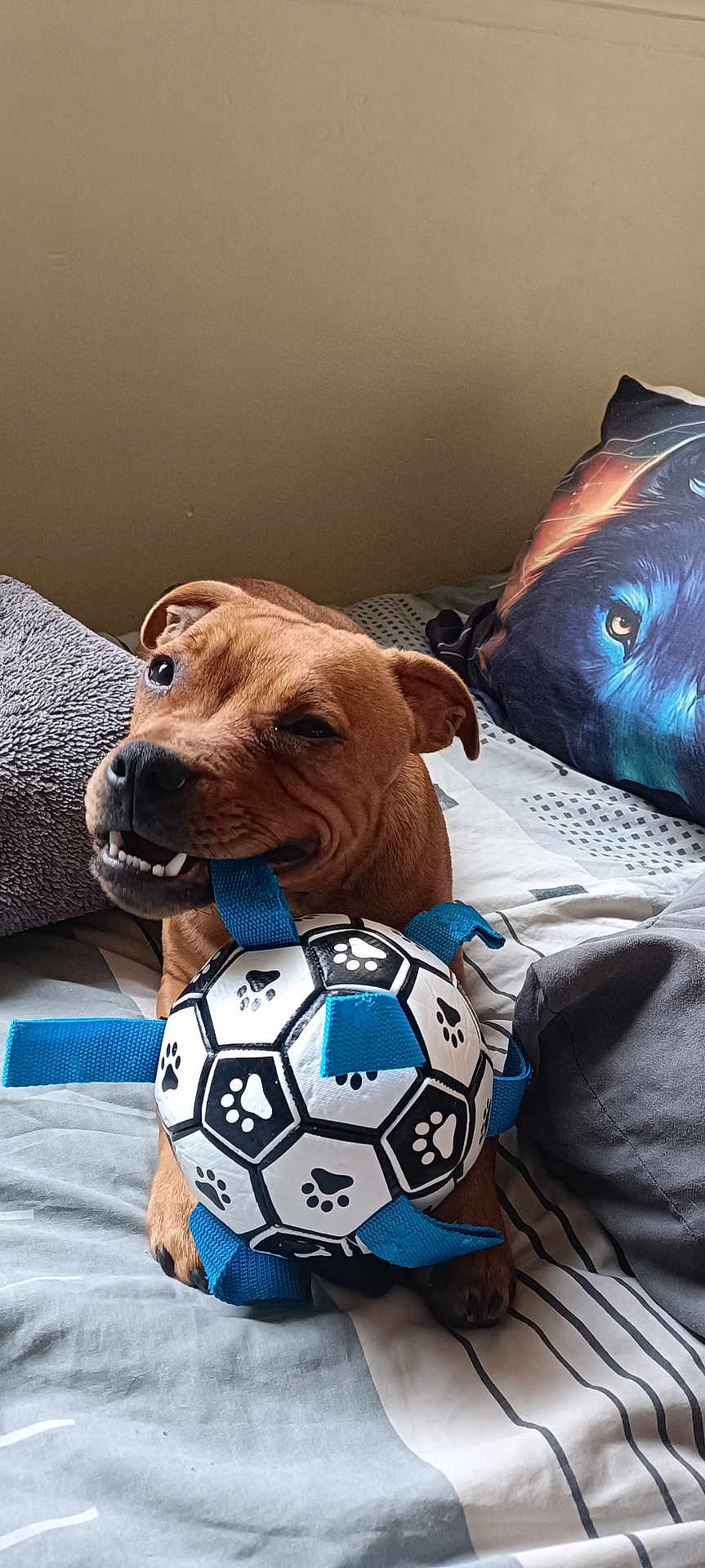 Aïko a rejoint le concours — aidez-le/la à gagner de superbes lots ! dog, toy, soccer_ball, paw_print, bed, pillow, wolf_pillow, brown_dog, playful, pet, indoor, chewing, cute, smiling, canine, furniture, cozy, resting, striped_bedspread, animal