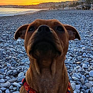 Aïko participe au concours pour gagner de l'argent avec cette photo : animal, beach, cityscape, coast, colorful, dog, evening, harness, landscape, nature, outdoor, pebbles, pet, sea, shore, sitting, sky, sunset, water, waves