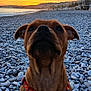 animal, beach, cityscape, coast, colorful, dog, evening, harness, landscape, nature, outdoor, pebbles, pet, sea, shore, sitting, sky, sunset, water, waves