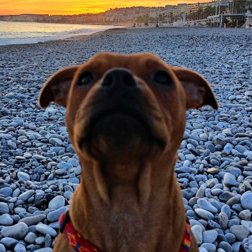 Aïko participe au concours pour gagner de l'argent avec cette photo : animal, beach, cityscape, coast, colorful, dog, evening, harness, landscape, nature, outdoor, pebbles, pet, sea, shore, sitting, sky, sunset, water, waves