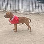 dog, brown_dog, bandana, red_bandana, fence, dirt_ground, tree, car, park, outdoor, pet, animal, standing, leash, daytime, urban, side_view, canine, alert, quiet