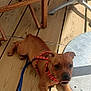 puppy, dog, brown_dog, harness, leash, wooden_floor, deck, table, chair, metal, rug, sunlight, shadow, pet, domestic_animal, indoor, relaxed, curious, animal, floor
