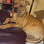 Aïko a rejoint le concours — aidez-le/la à gagner de superbes lots ! dog, bed, blanket, purple_blanket, brown_dog, indoor, furniture, scooter, shelf, clutter, relaxed, pet, animal, resting, canine, looking, living_room, couch, pillow, household